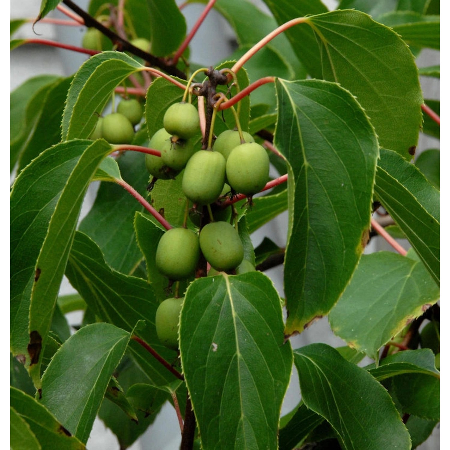 Kiwi 60-80cm - Actinidia arguta günstig online kaufen