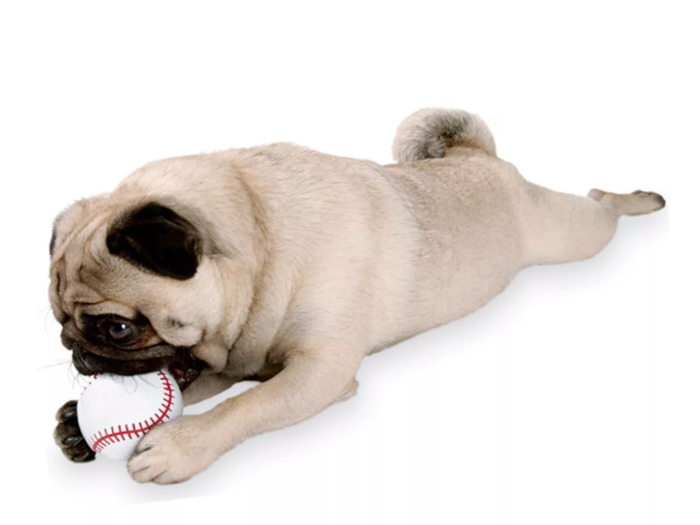 Baseball Orbee Tuff - Extrem Hartes Hundespielzeug günstig online kaufen