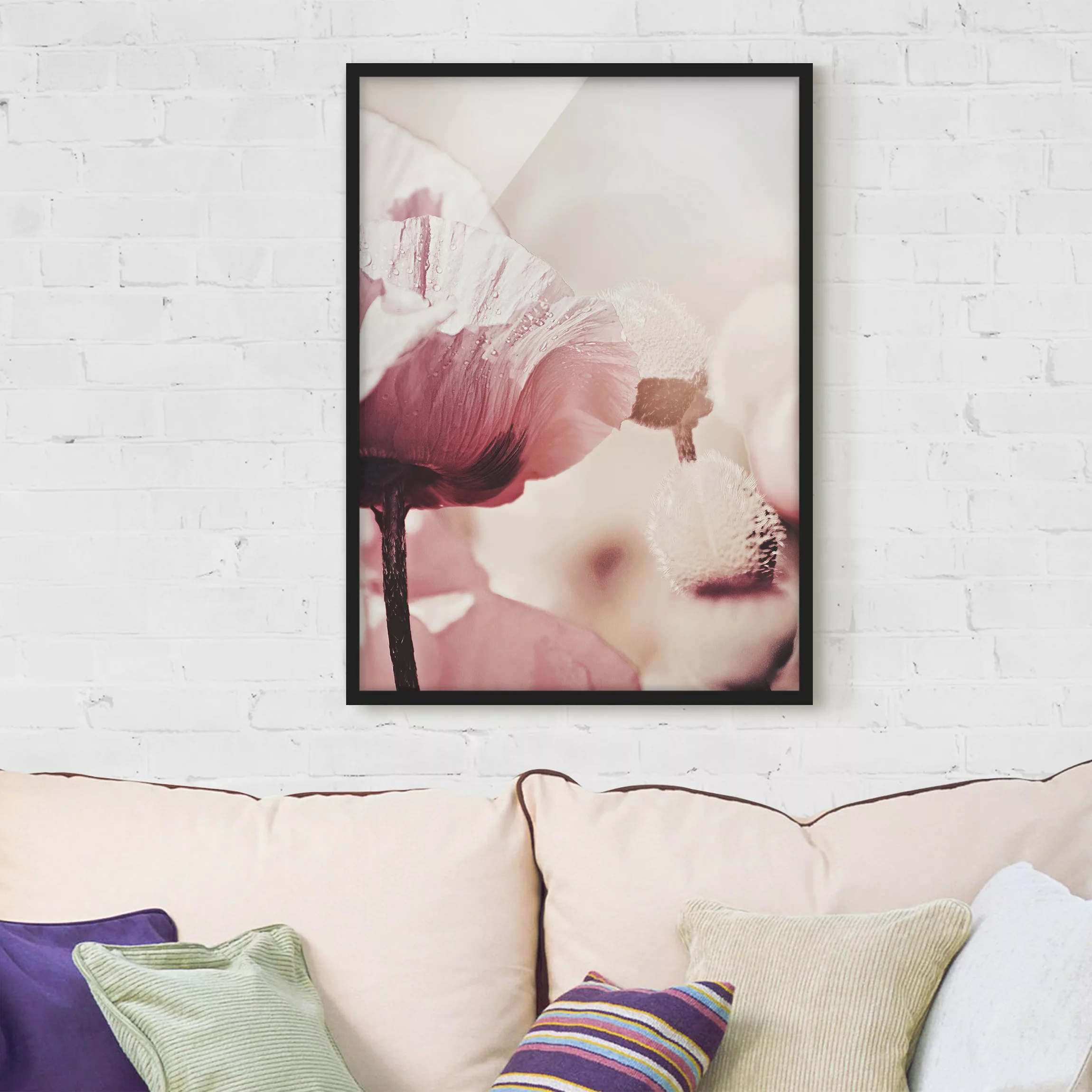 Bild mit Rahmen Zartrosane Mohnblüte mit Wassertropfen günstig online kaufen
