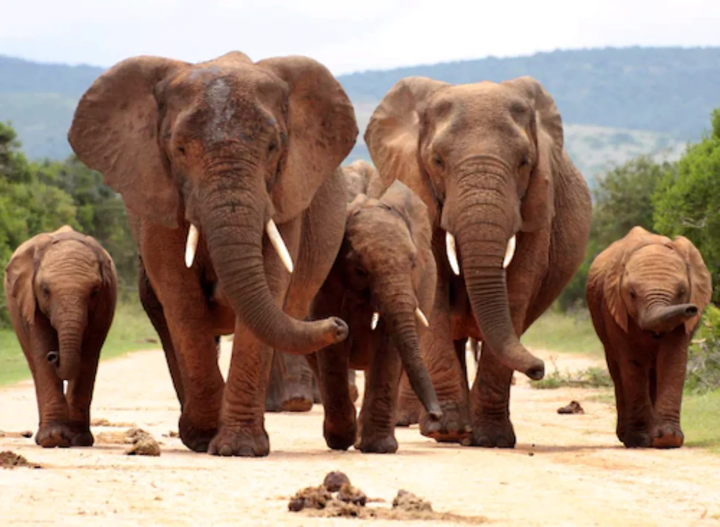 Papermoon Fototapete »African Elephant Herd« günstig online kaufen