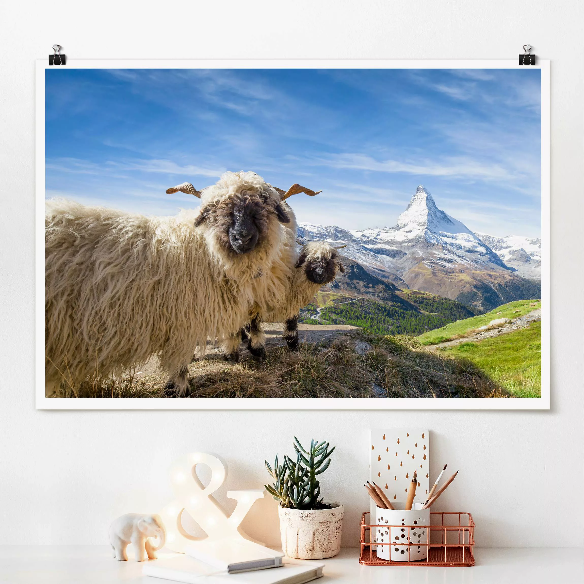 Poster Schwarznasenschafe von Zermatt günstig online kaufen