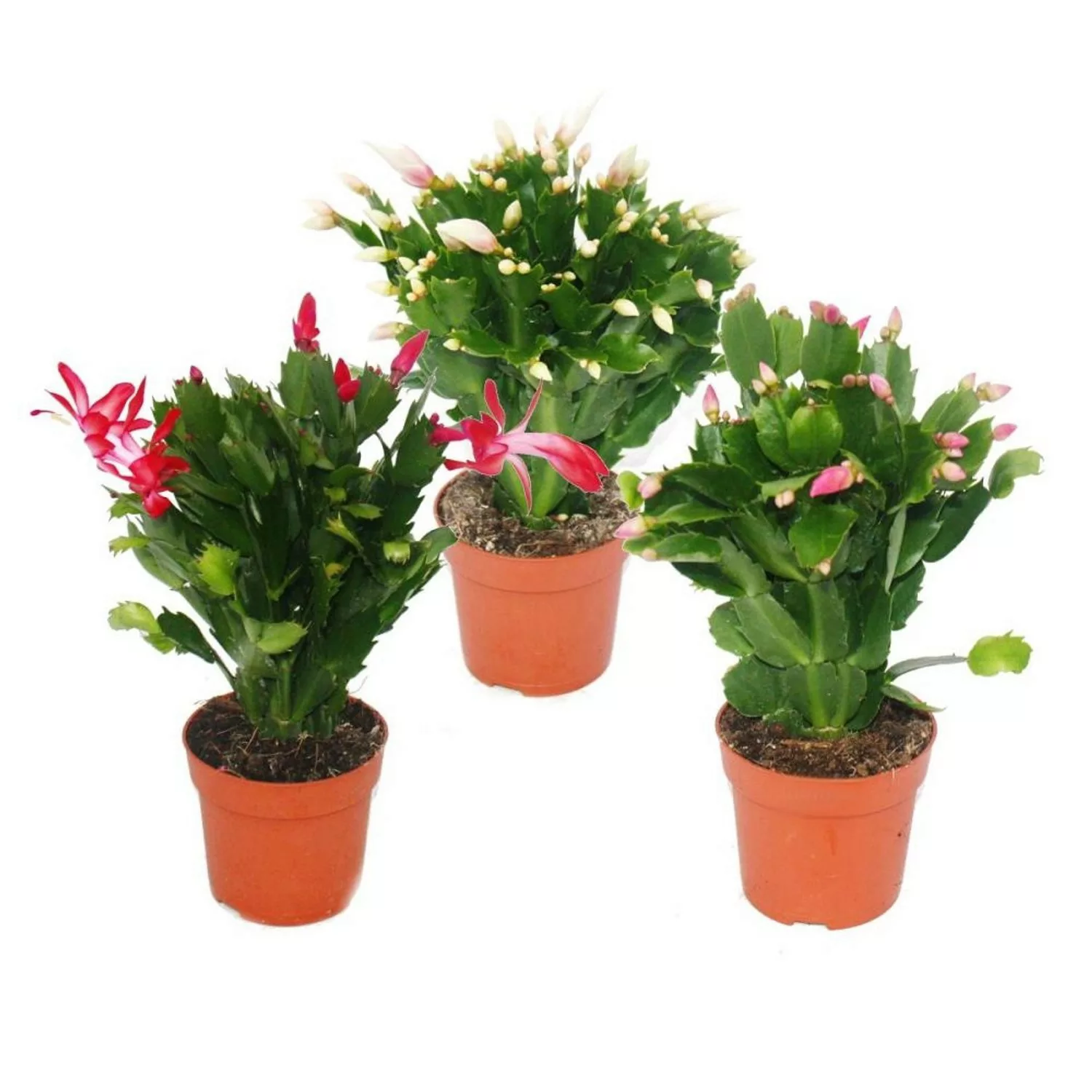 Exotenherz Weihnachtskaktus Schlumbergera Set Mit 3 Pflanzen günstig online kaufen