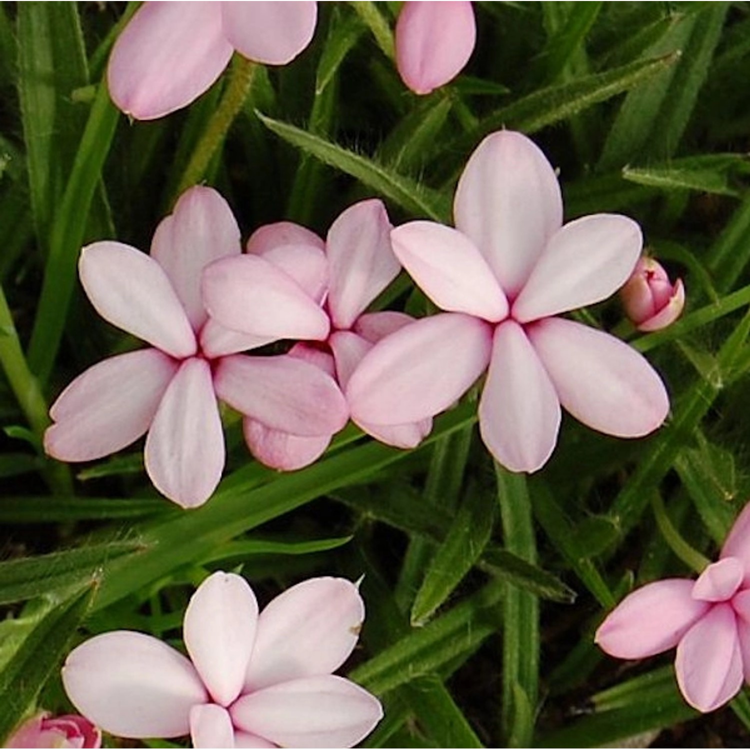 Etagenprimel Appleblossum - Primula japonica günstig online kaufen