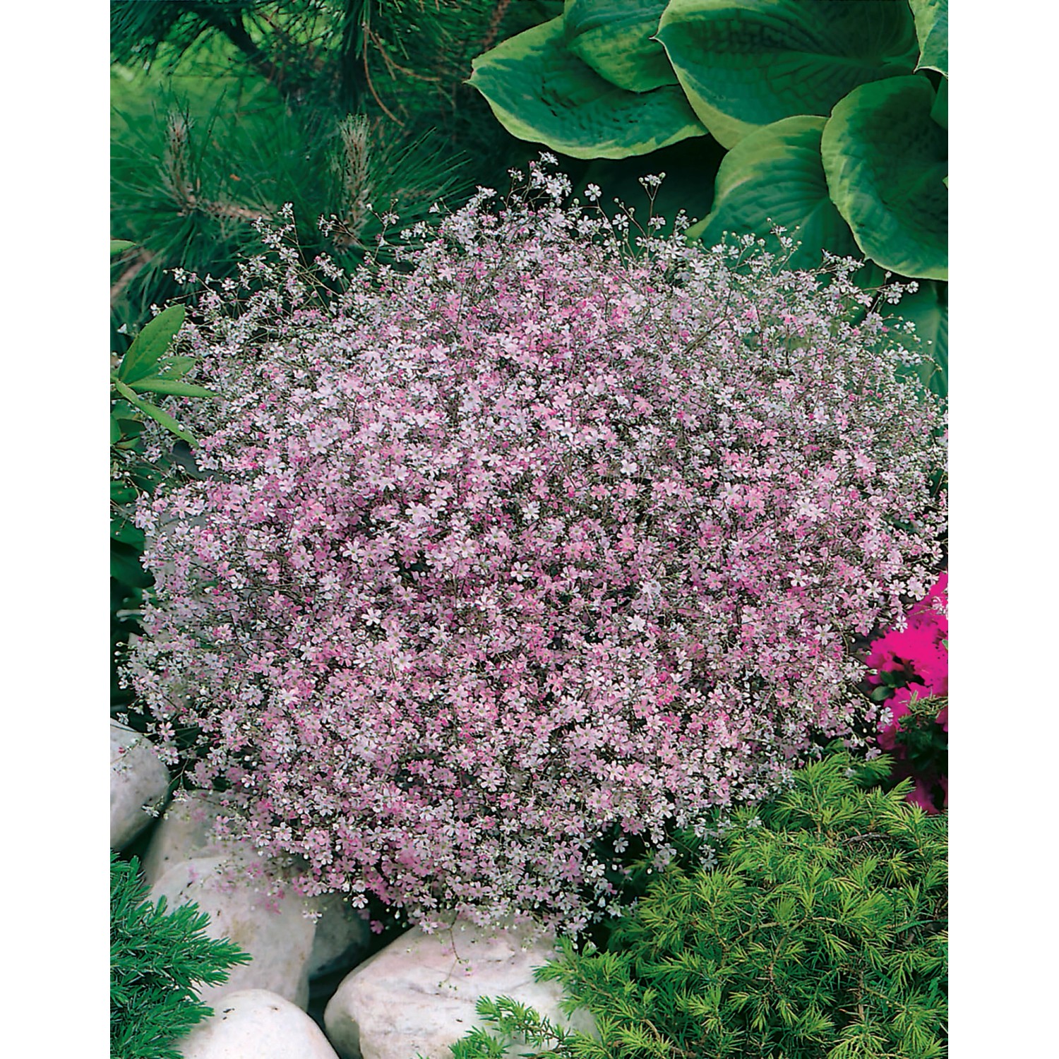 GROW by OBI Garten-Schleierkraut Rosea Rosa Topf-Ø ca. 9 cm x 9 cm Gypsophi günstig online kaufen