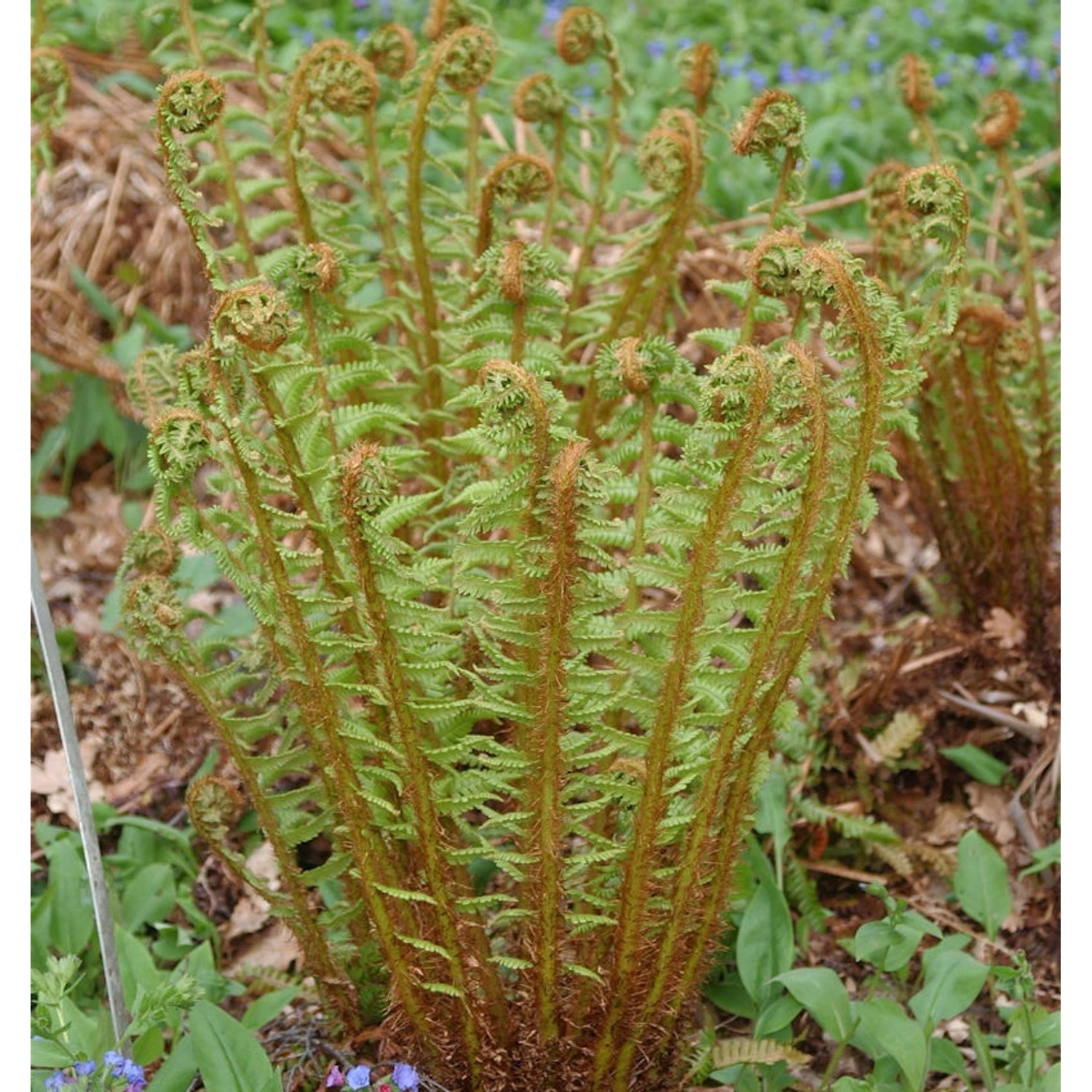 Nepal Schwarzschuppenfarn - Dryopteris wallichiana günstig online kaufen