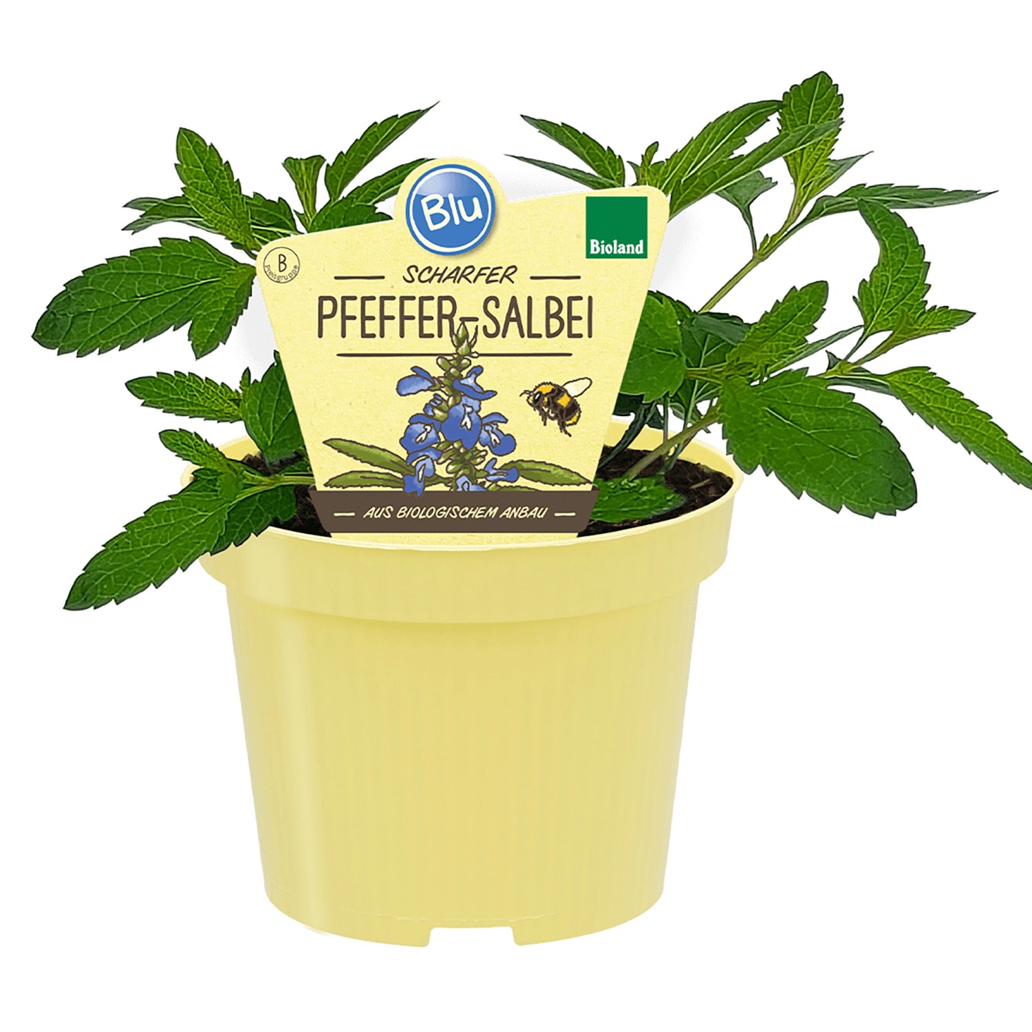 Blu Bio-Pfeffer-Salbei Topf-Ø ca. 12 cm Salvia uliginosa günstig online kaufen