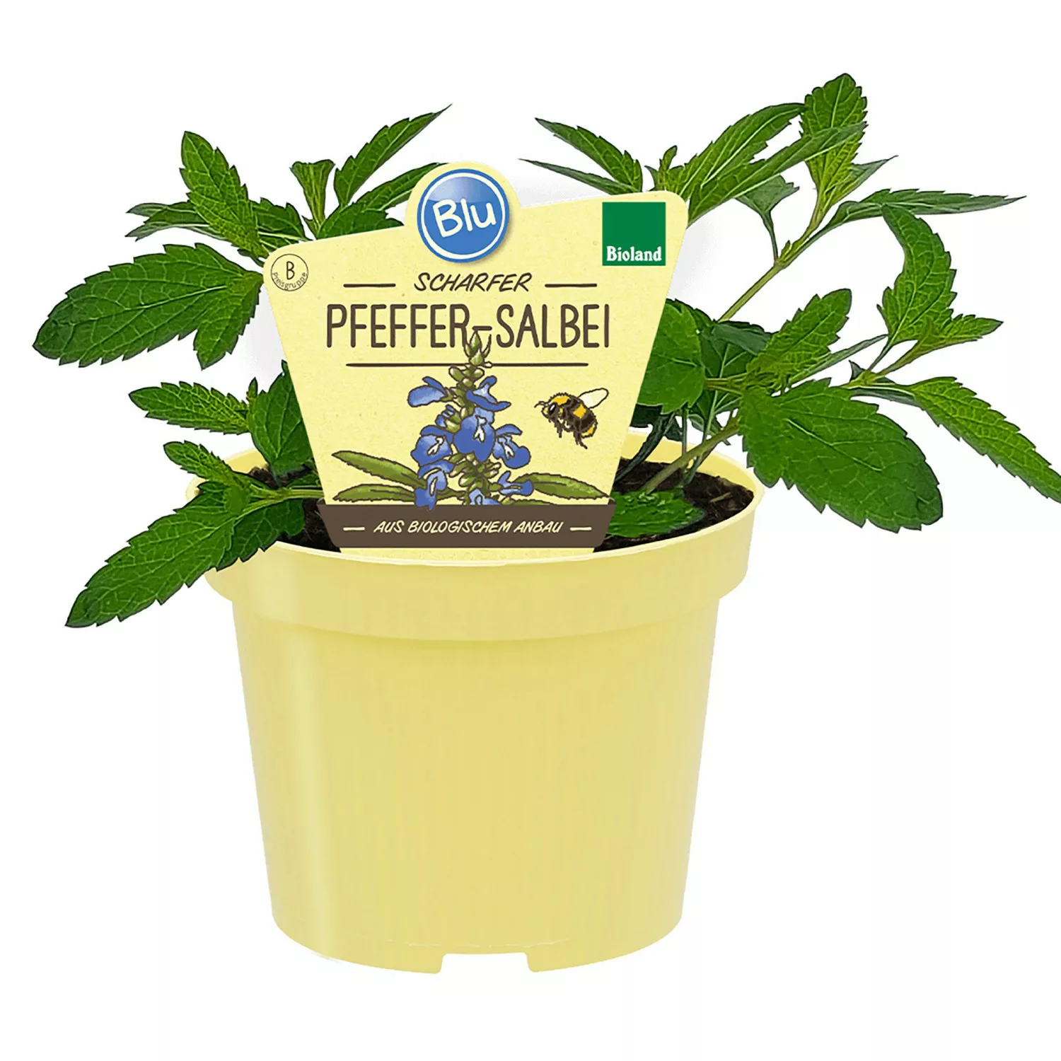 Blu Bio-Pfeffer-Salbei Topf-Ø ca. 12 cm Salvia uliginosa günstig online kaufen