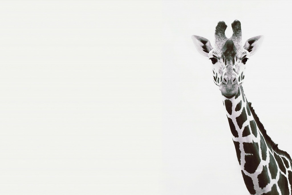 A.S. Création Leinwandbild "Giraffe Portrait - Wandbild Schwarz Weiß Keilra günstig online kaufen