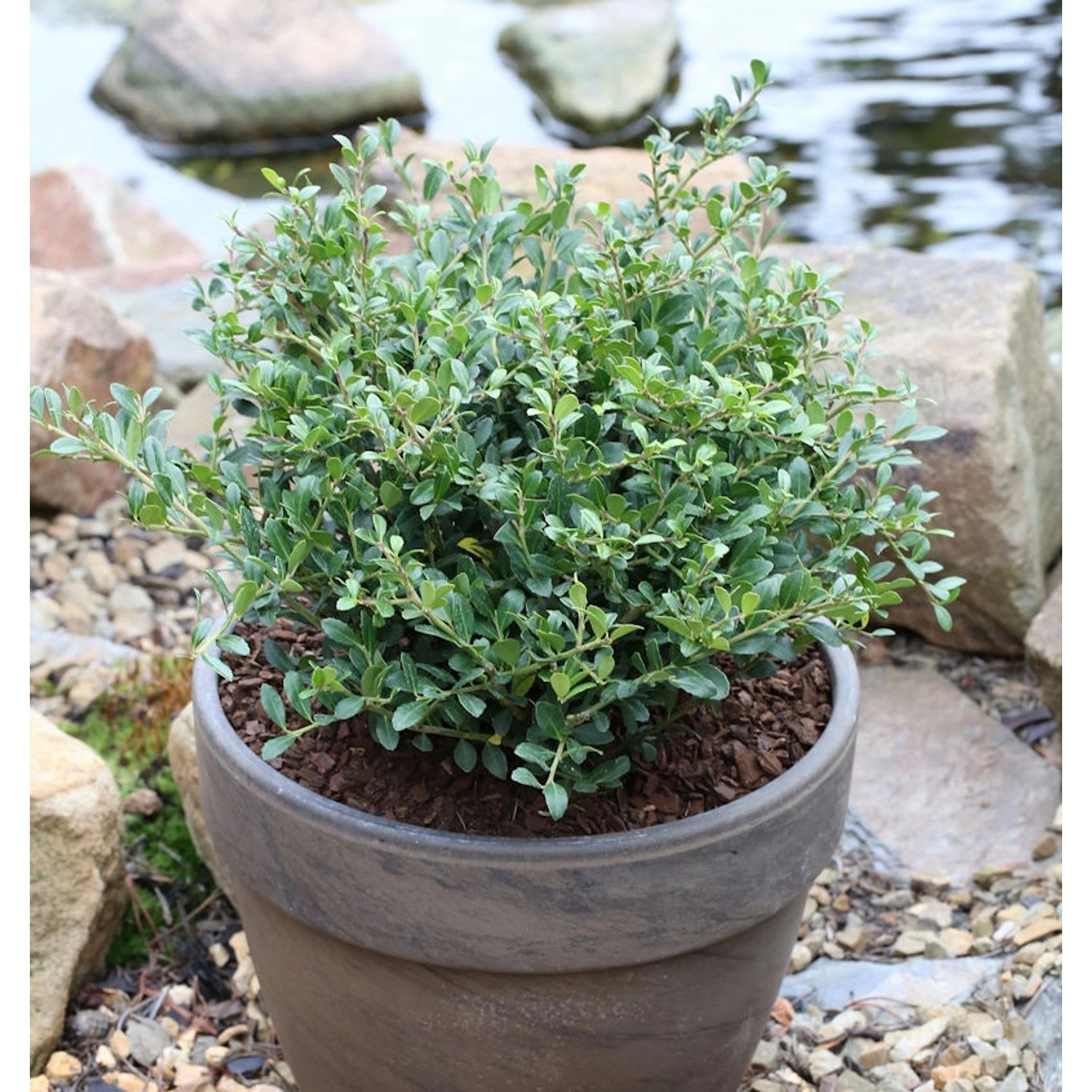 Niedriger Bergilex Stechpalme 25-30cm - ilex crenata günstig online kaufen