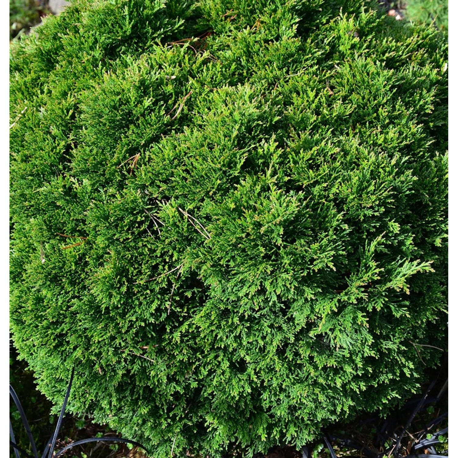 Scheinzypresse Green Globe 15-20cm - Chamaecyparis lawsoniana günstig online kaufen