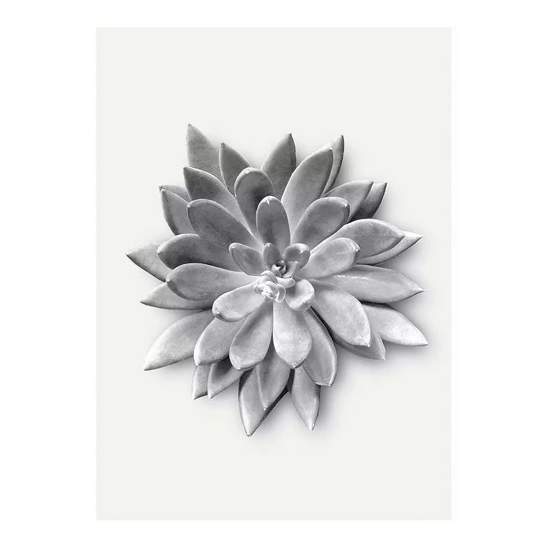 Komar Wandbild Succulent Agave Pflanzen B/L: ca. 30x40 cm günstig online kaufen