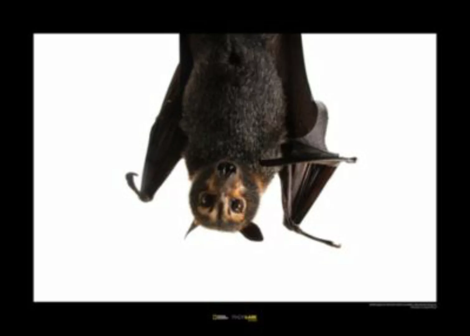 KOMAR Wandbild - Spectacled Flying Fox - Größe: 70 x 50 cm mehrfarbig Gr. o günstig online kaufen
