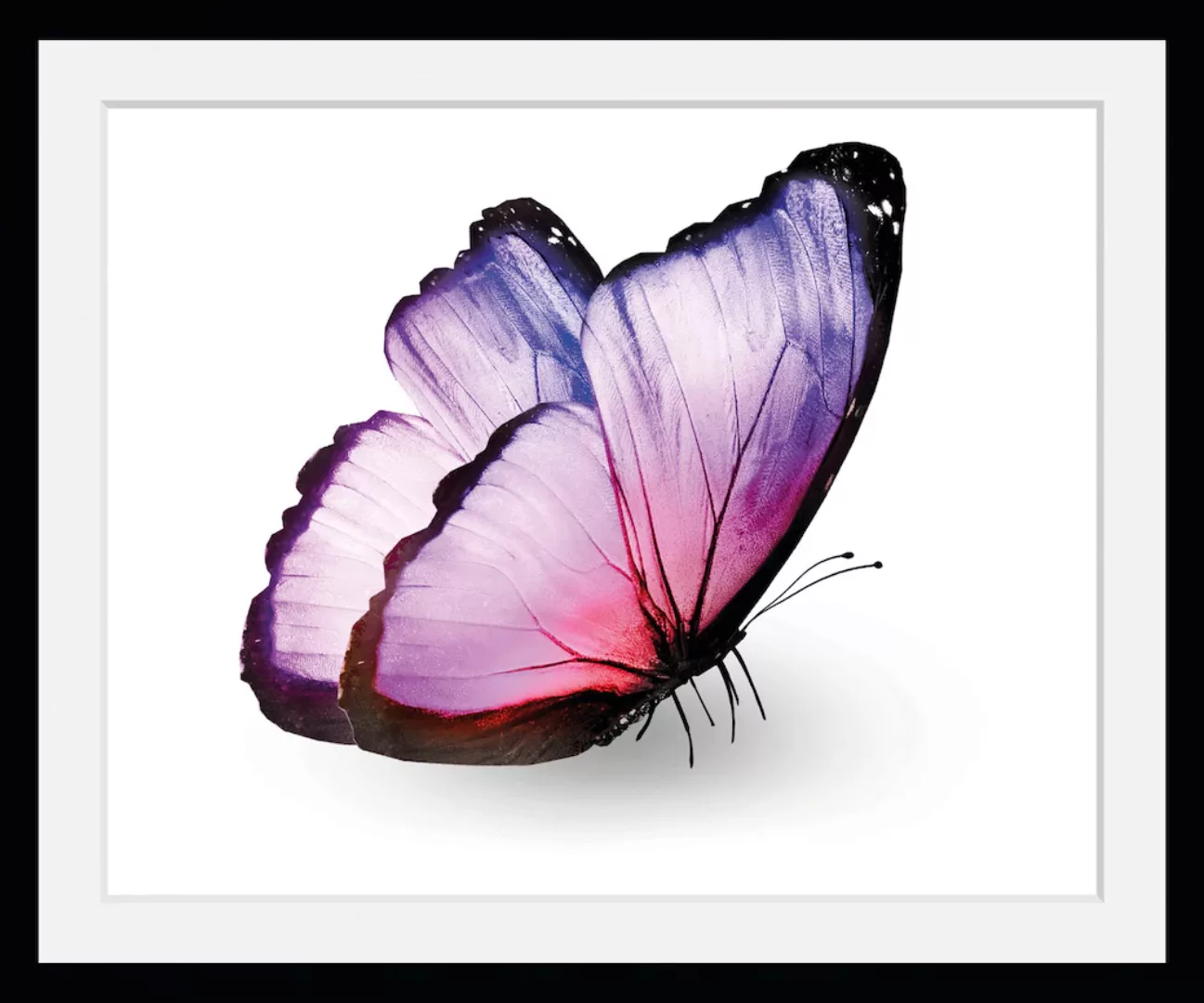 queence Bild »Alex«, Schmetterlinge, (1 St.) günstig online kaufen