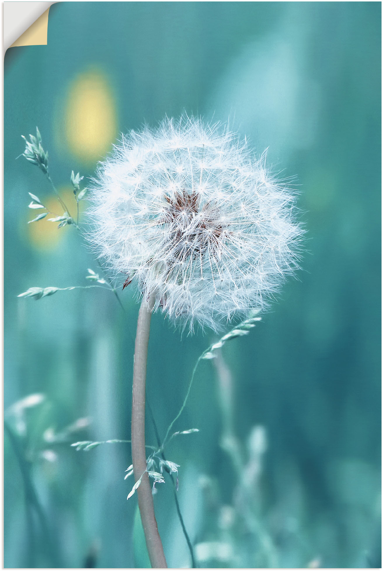 Artland Wandbild "Pusteblume", Blumen, (1 St.), als Leinwandbild, Poster, W günstig online kaufen