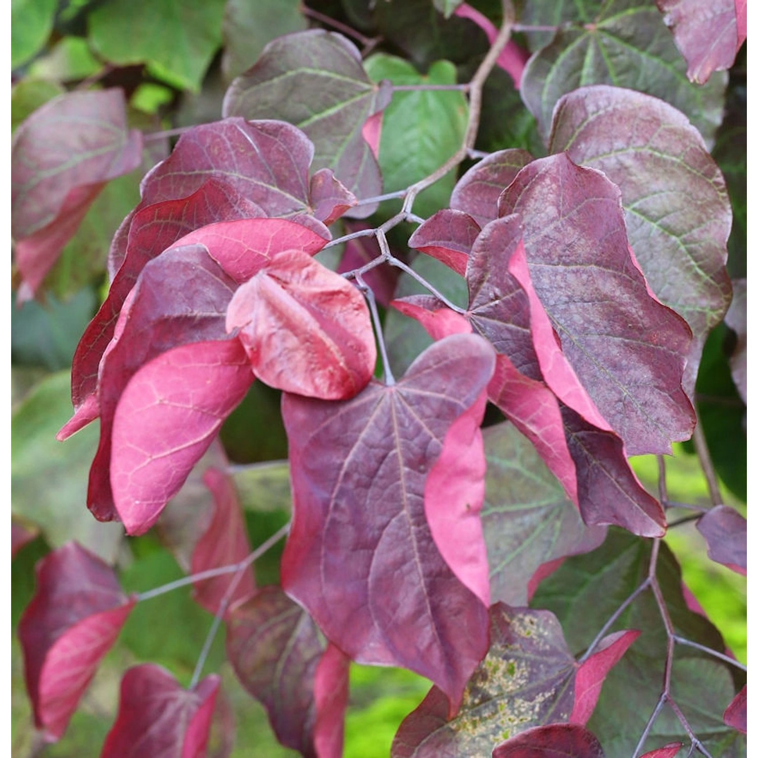 Roter Judasbaum Forest Pansy 125-150cm - Cercis canadensis günstig online kaufen