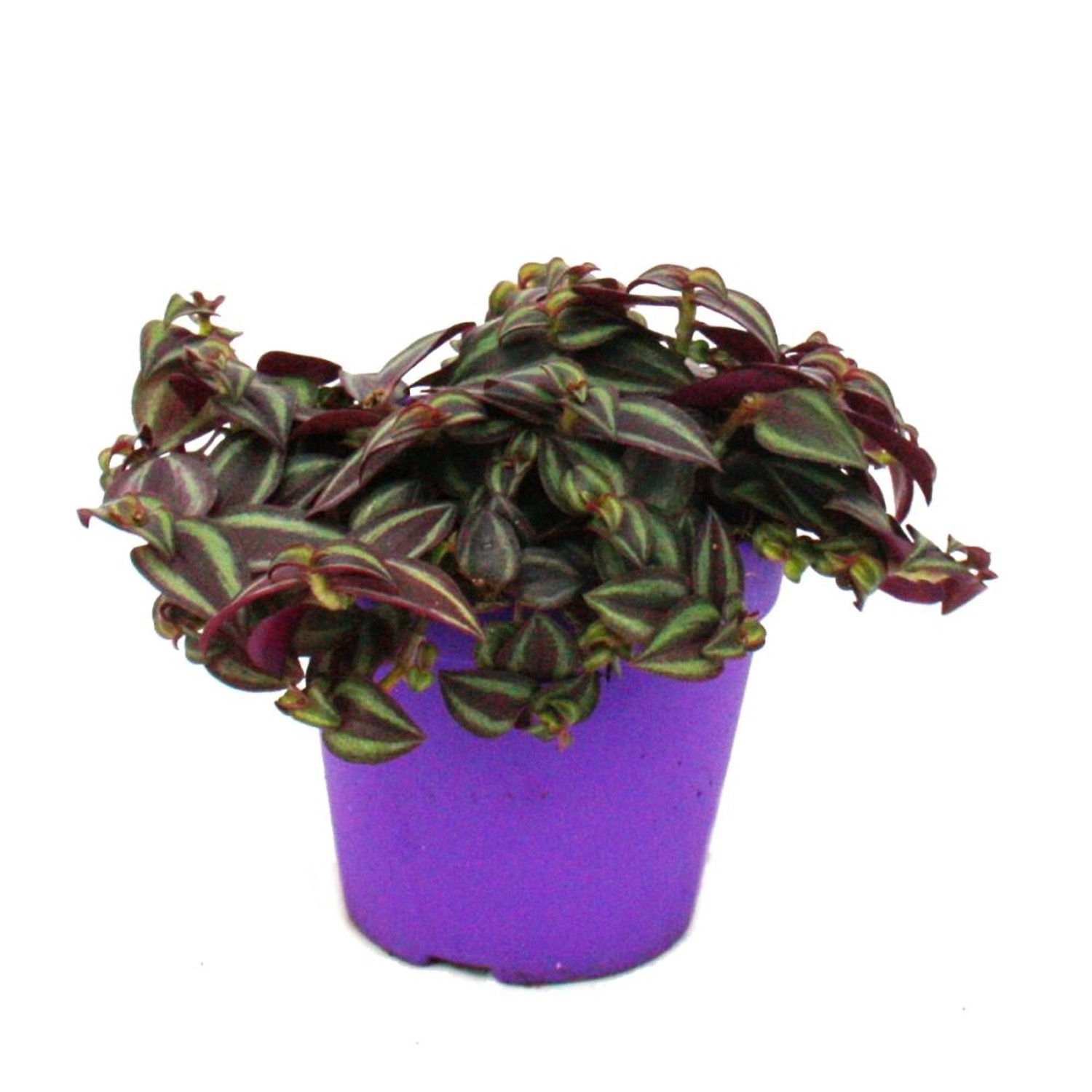 Exotenherz Tradescantia Purple Passion Dreimasterblume mit Lila Blättern 12 günstig online kaufen