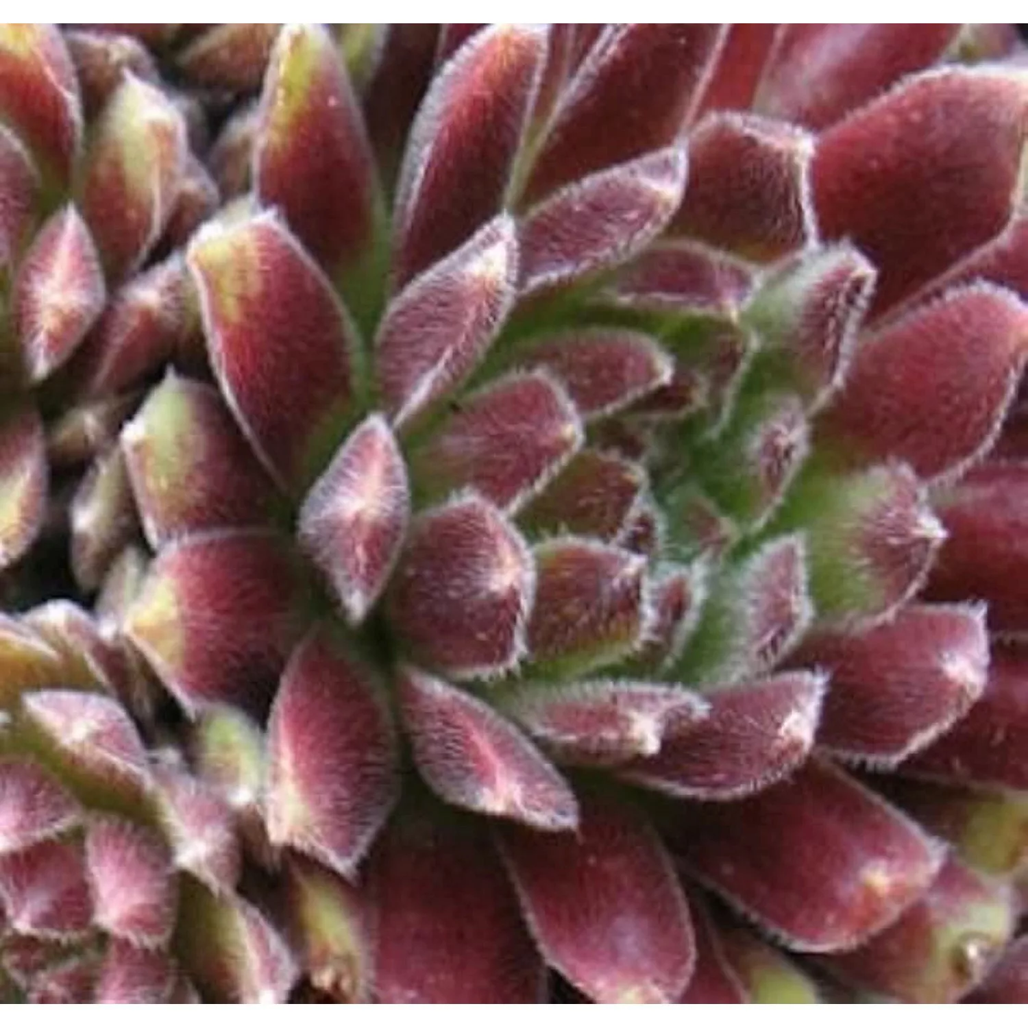 Hauswurz Candy Floss - Sempervivum tectorum günstig online kaufen