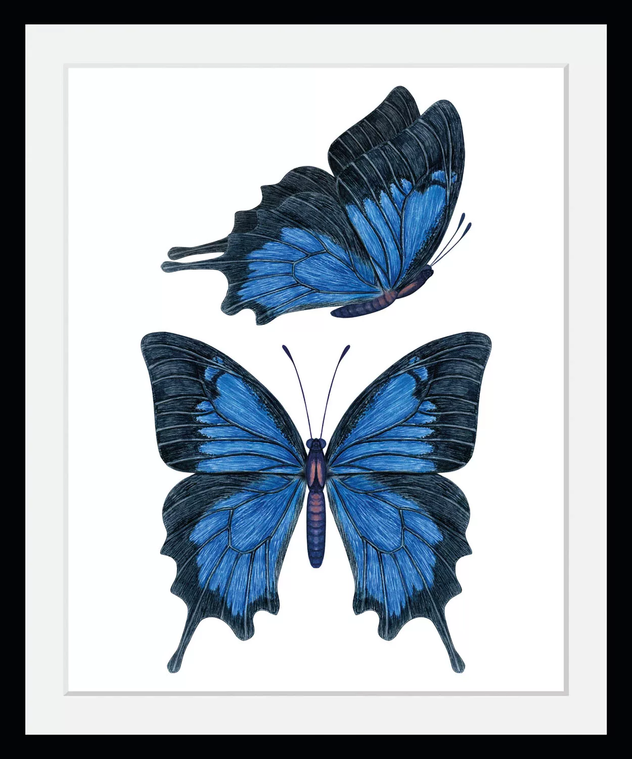 queence Bild »Amanda«, Schmetterlinge-Kunst-Insekten, (1 St.), HD Premium P günstig online kaufen