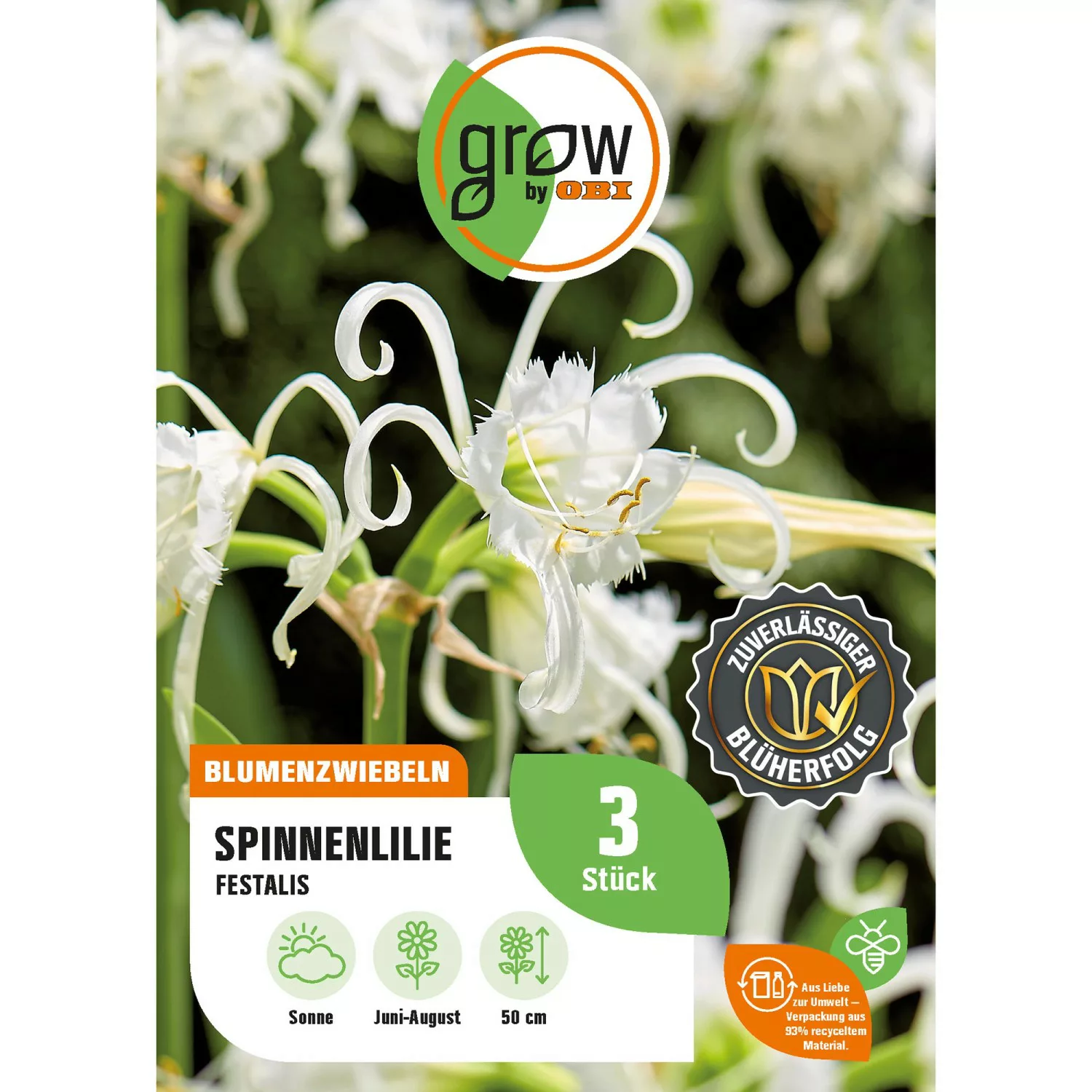 GROW by OBI Spinnenlilie Festalis Höhe ca. 50 cm Hymenocallis festalis günstig online kaufen