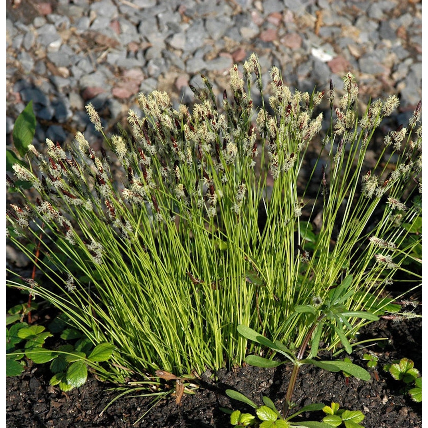 Bergsegge - Carex montana günstig online kaufen