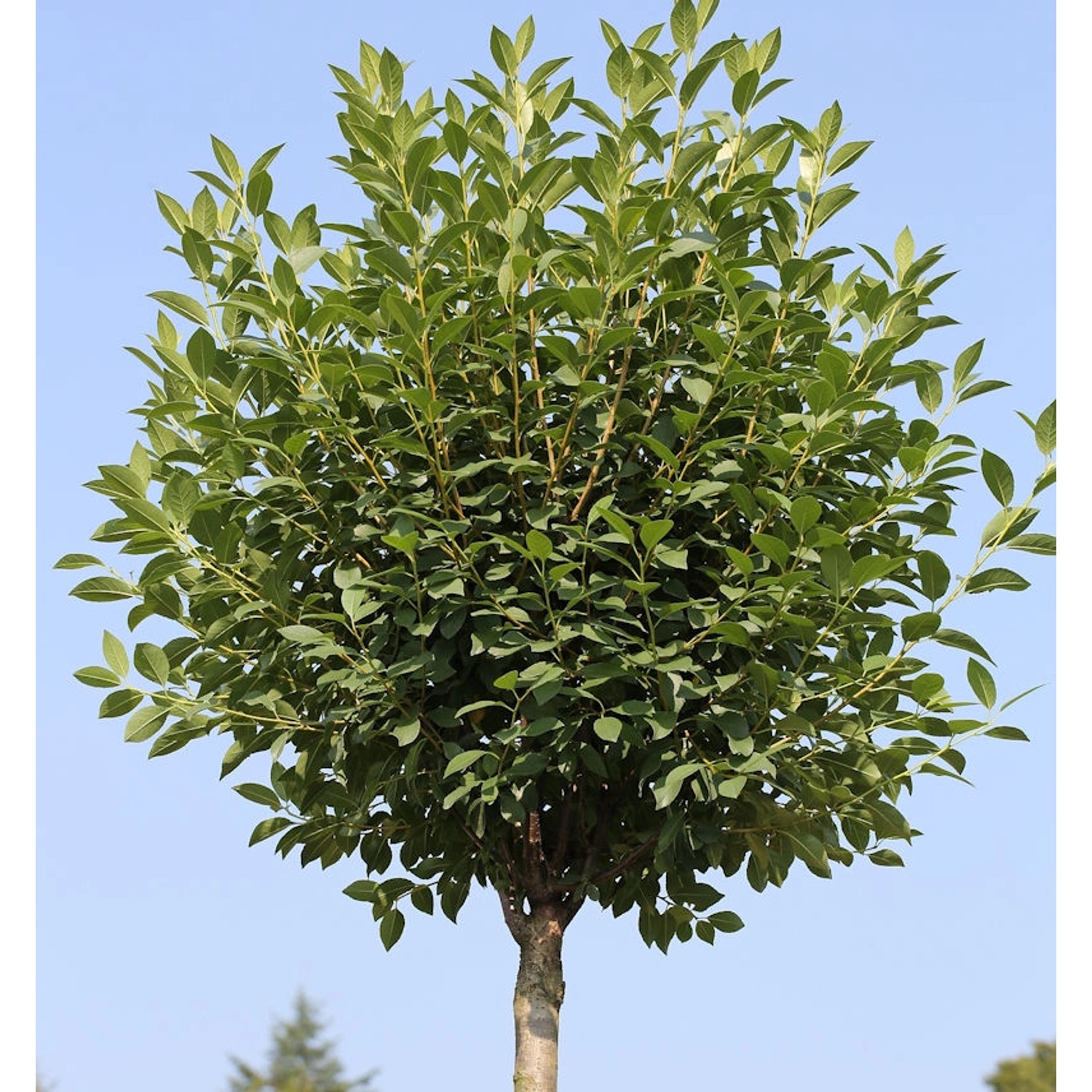 Hochstamm Steppenkirsche Globosa 100-125cm - Prunus fruticosa günstig online kaufen