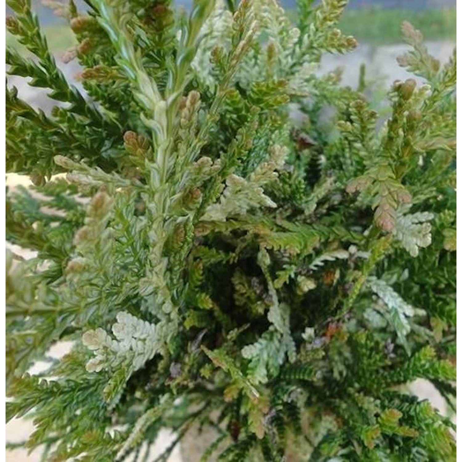 Hibalebensbaum Variegata 40-50cm - Thujopsis dolabrata günstig online kaufen