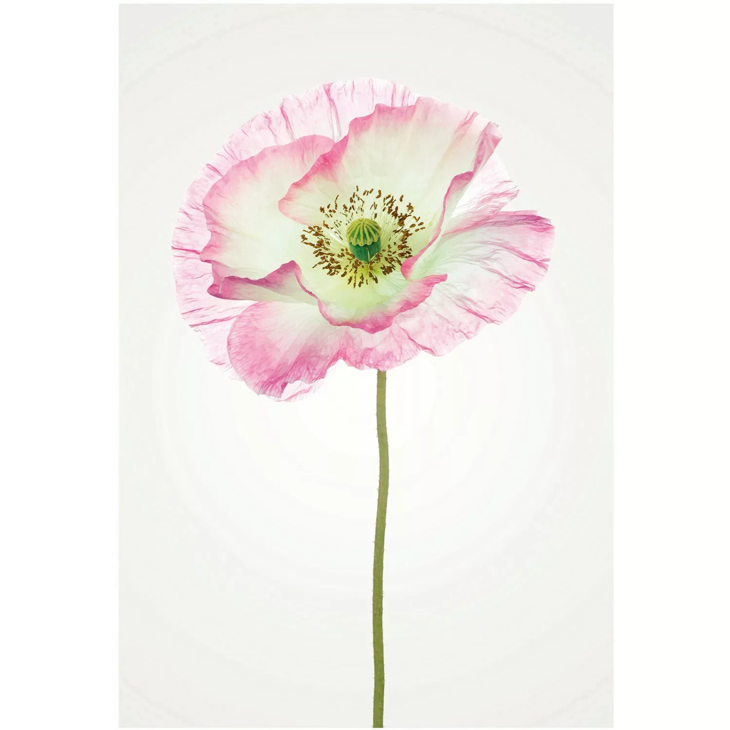 Komar Wandbild Poppy 50 x 70 cm günstig online kaufen