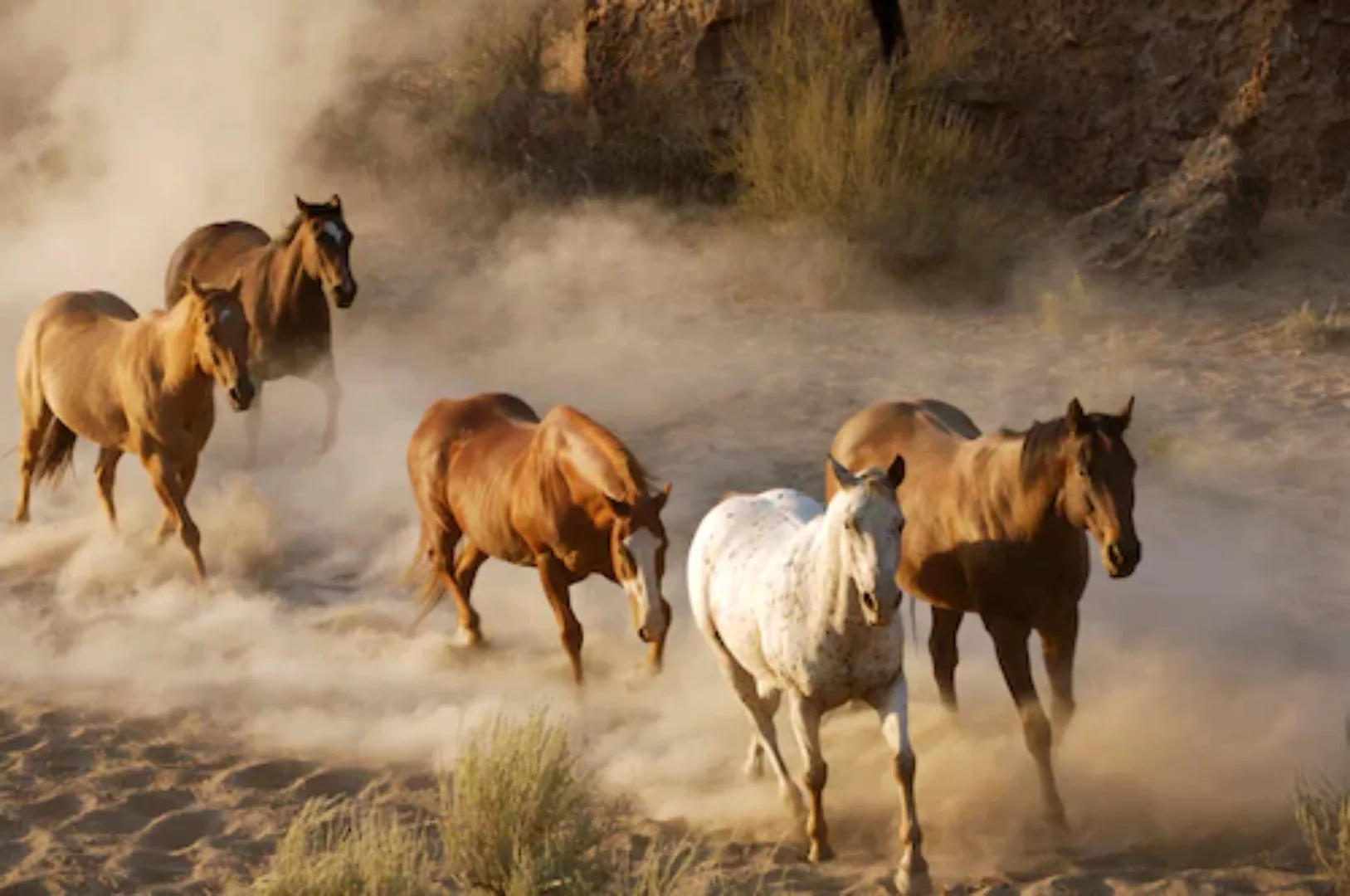 Papermoon Fototapete »Wild Horses« günstig online kaufen