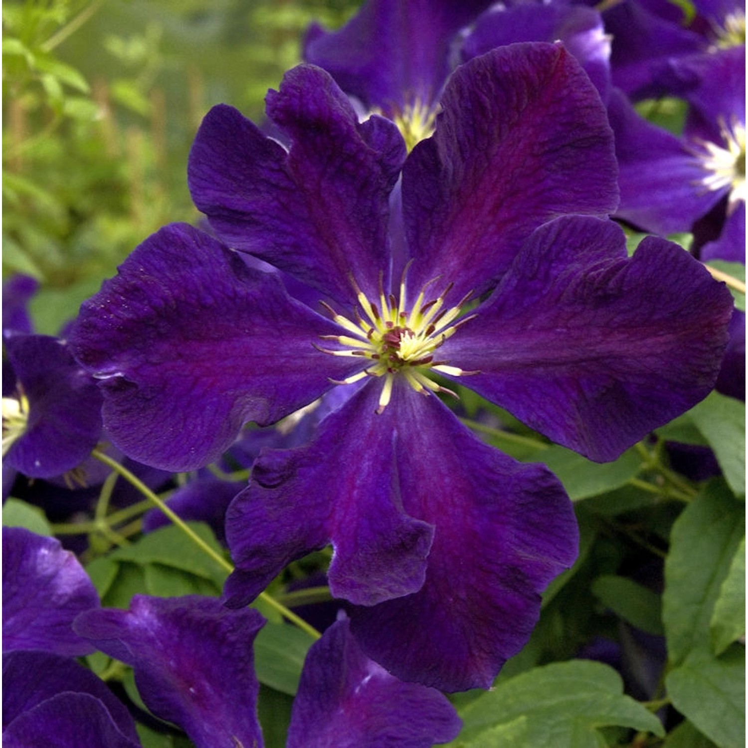 Robuste Waldrebe Romantica 60-80cm - Clematis viticella günstig online kaufen