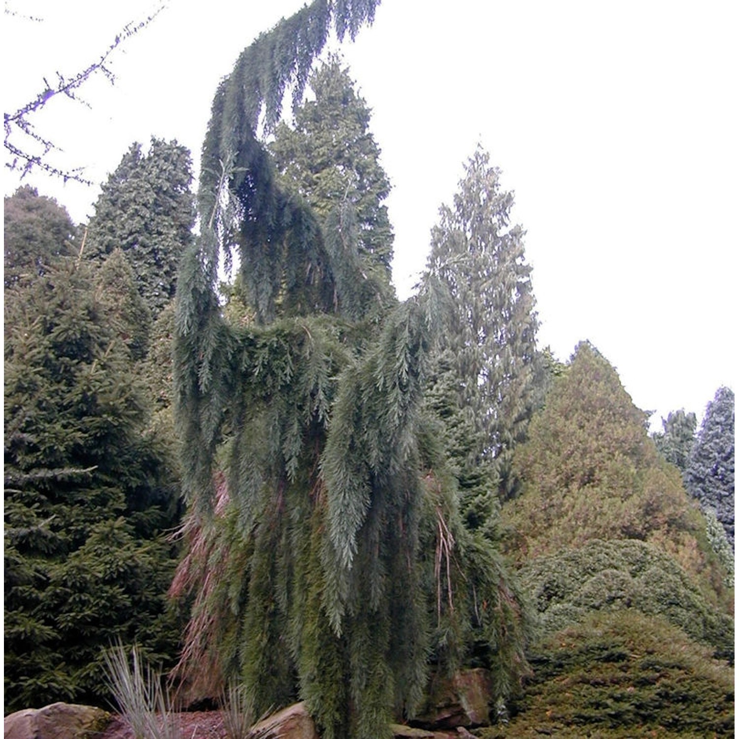 Überhängender Mammutbaum 80-100cm - Sequoiadendron giganteum günstig online kaufen