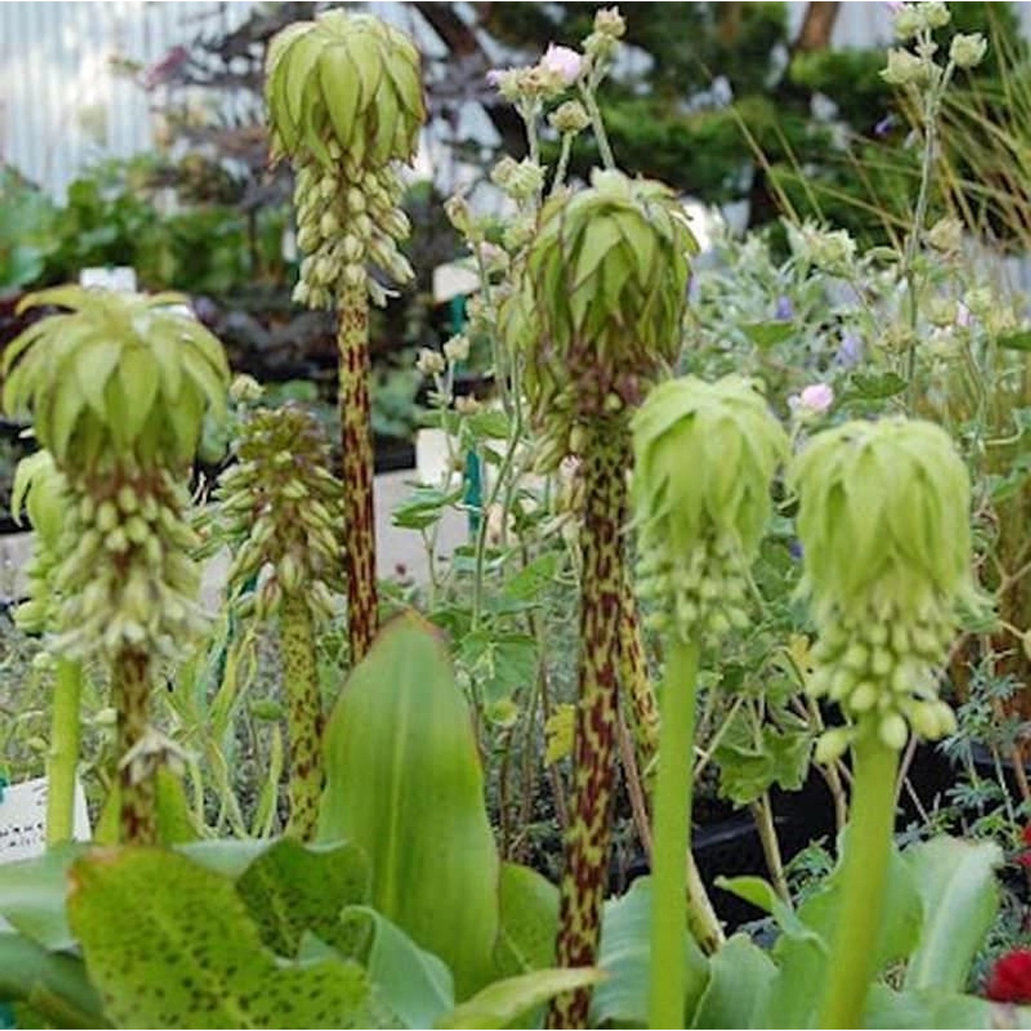 Gartenananas - Schopflilie - Eucomis bicolor günstig online kaufen