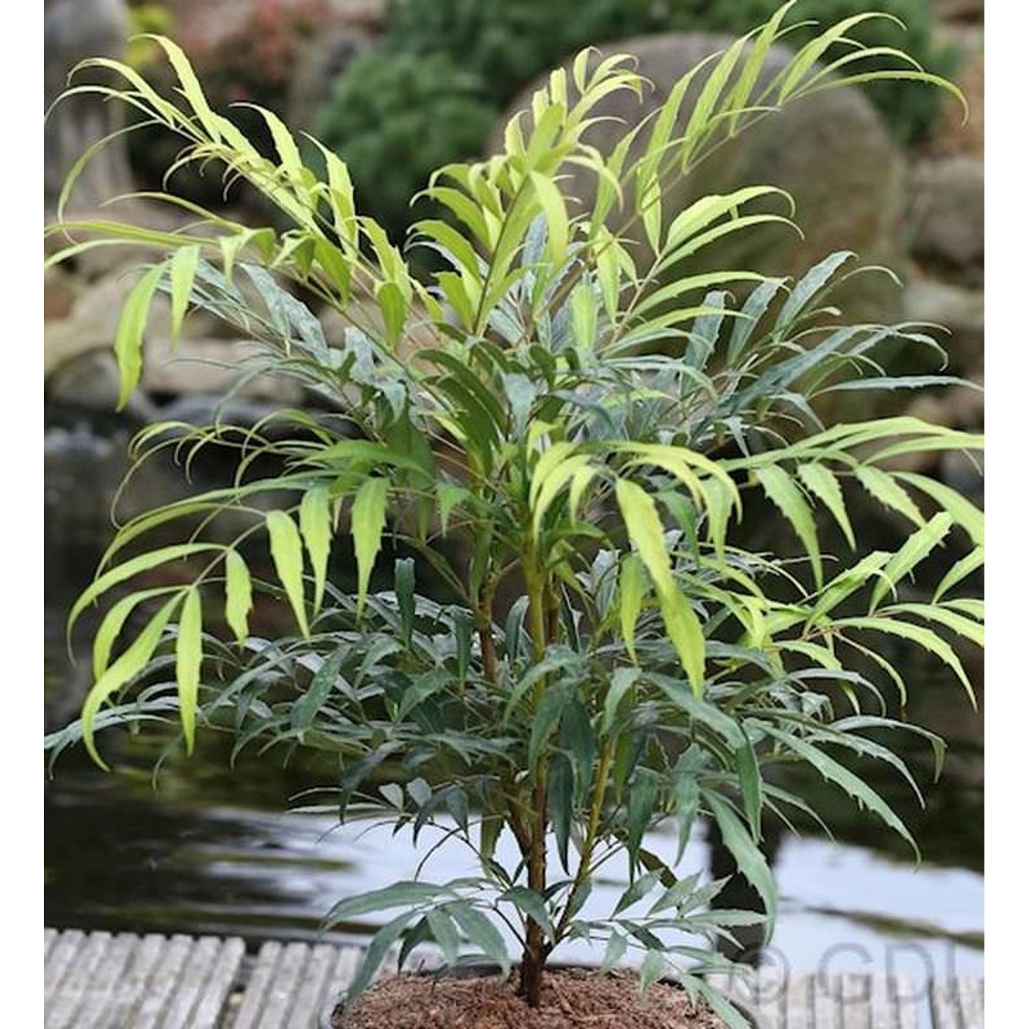 Feinblättrige Mahonie Sweet Winter 30-40cm - Mahonia eurybracteata günstig online kaufen