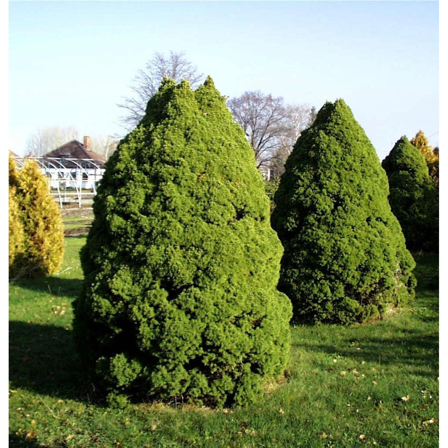 Zuckerhut Fichte 40-50cm - Picea glauca günstig online kaufen