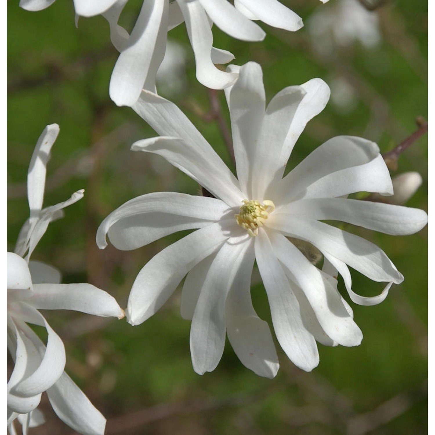 Sternmagnolie Royal Star 60-80cm - Magnolia stellata günstig online kaufen