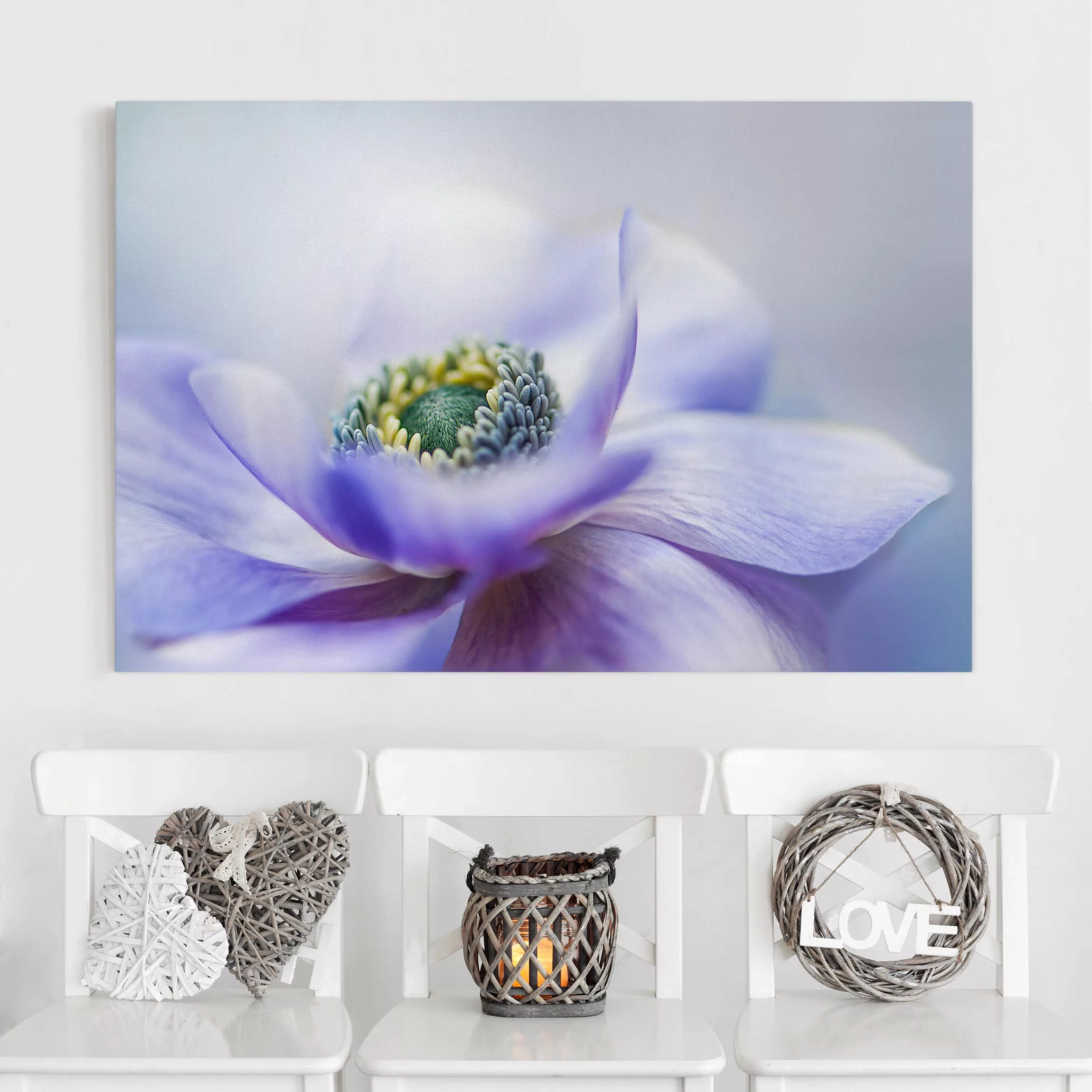 Leinwandbild Blumen - Querformat Anemone De Caen günstig online kaufen