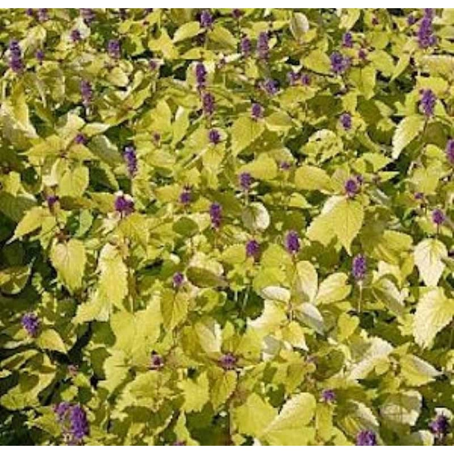 Mexikonessel Golden Jubilee - Agastache rugosa günstig online kaufen