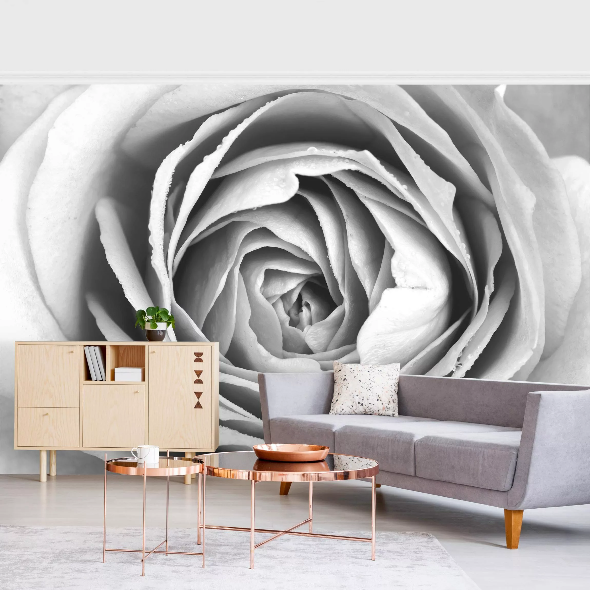 Fototapete Rosa Rosenblüte Schwarz-Weiß günstig online kaufen
