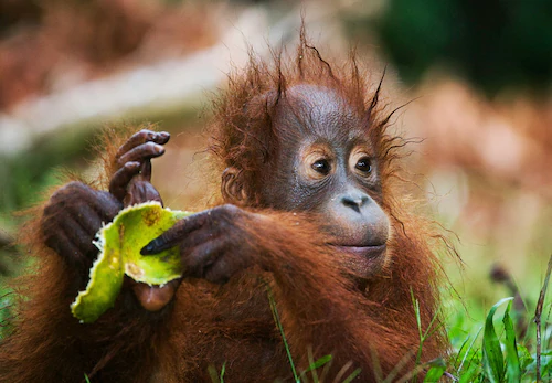 Papermoon Fototapete »Baby Orang-Utan-Porträt« günstig online kaufen