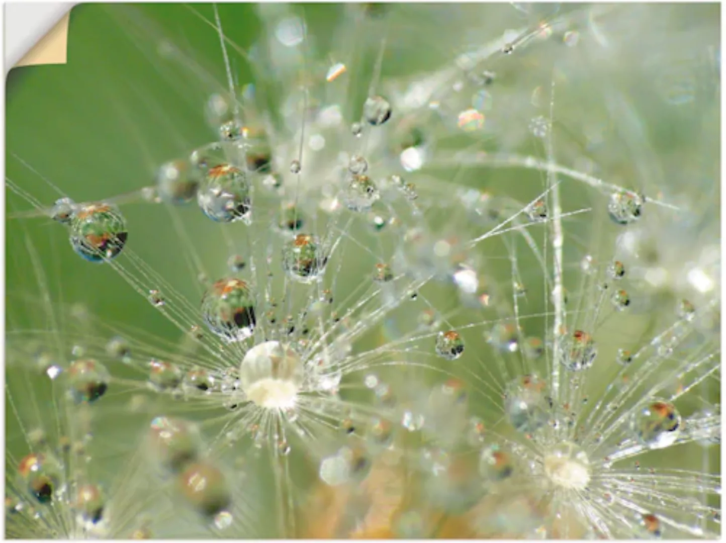 Artland Wandbild "Wassertropfen Pusteblume", Blumen, (1 St.), als Leinwandb günstig online kaufen