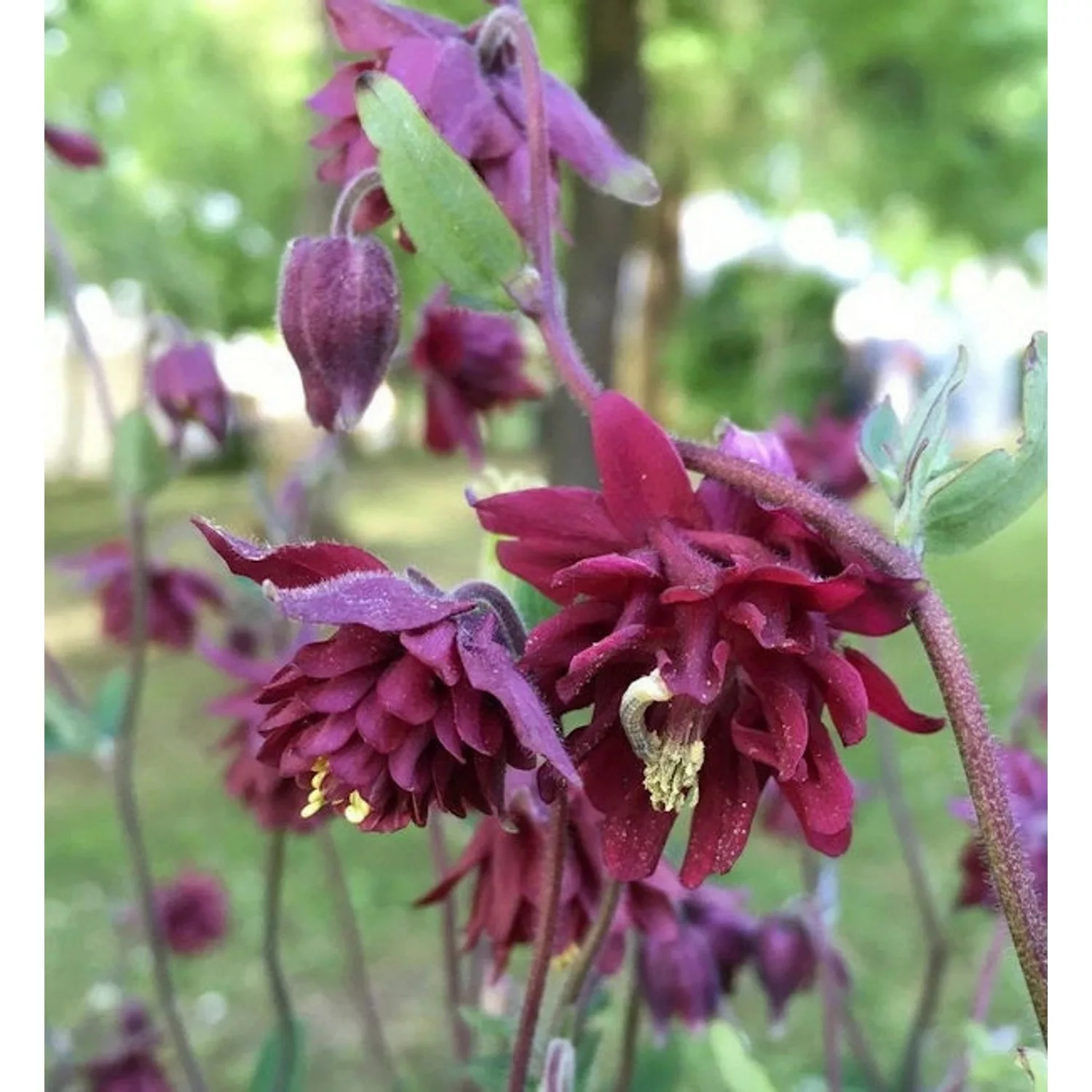 Akelei Ruby Port - Aquilegia vulgaris günstig online kaufen