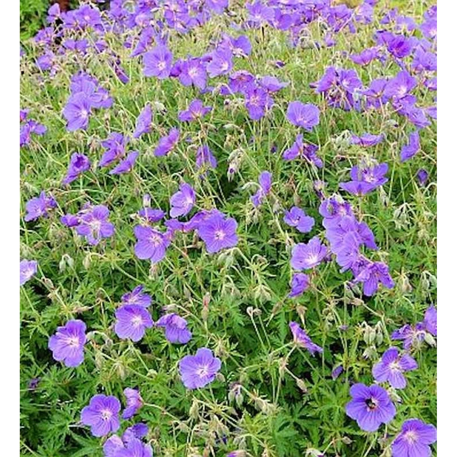 Wiesenstorchschnabel Orion - Geranium pratense günstig online kaufen