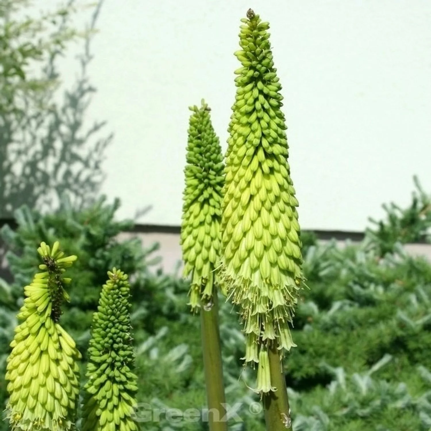 Fackellilie Limelight - Kniphofia uvaria günstig online kaufen