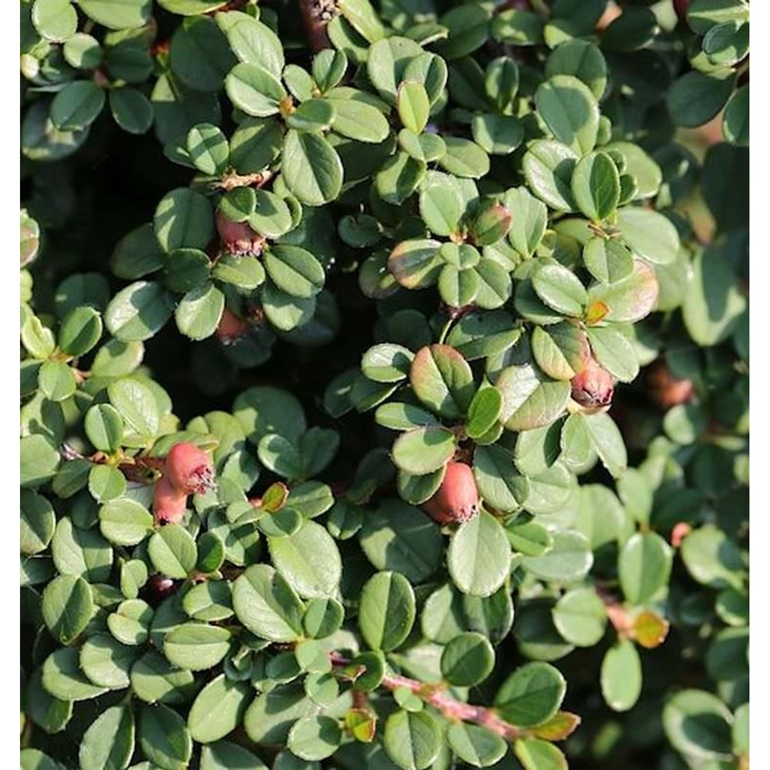 10x Kriechmispel Streibs Findling 10-15cm - Cotoneaster dammeri günstig online kaufen