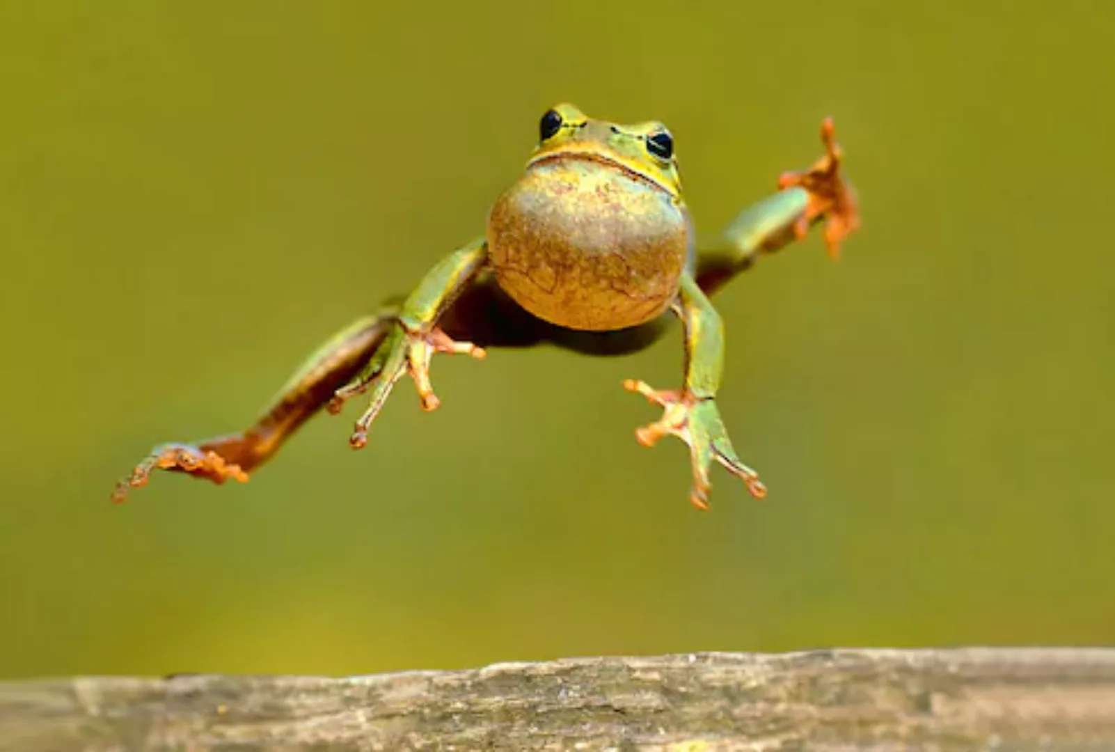 Papermoon Fototapete »Springender Frosch« günstig online kaufen