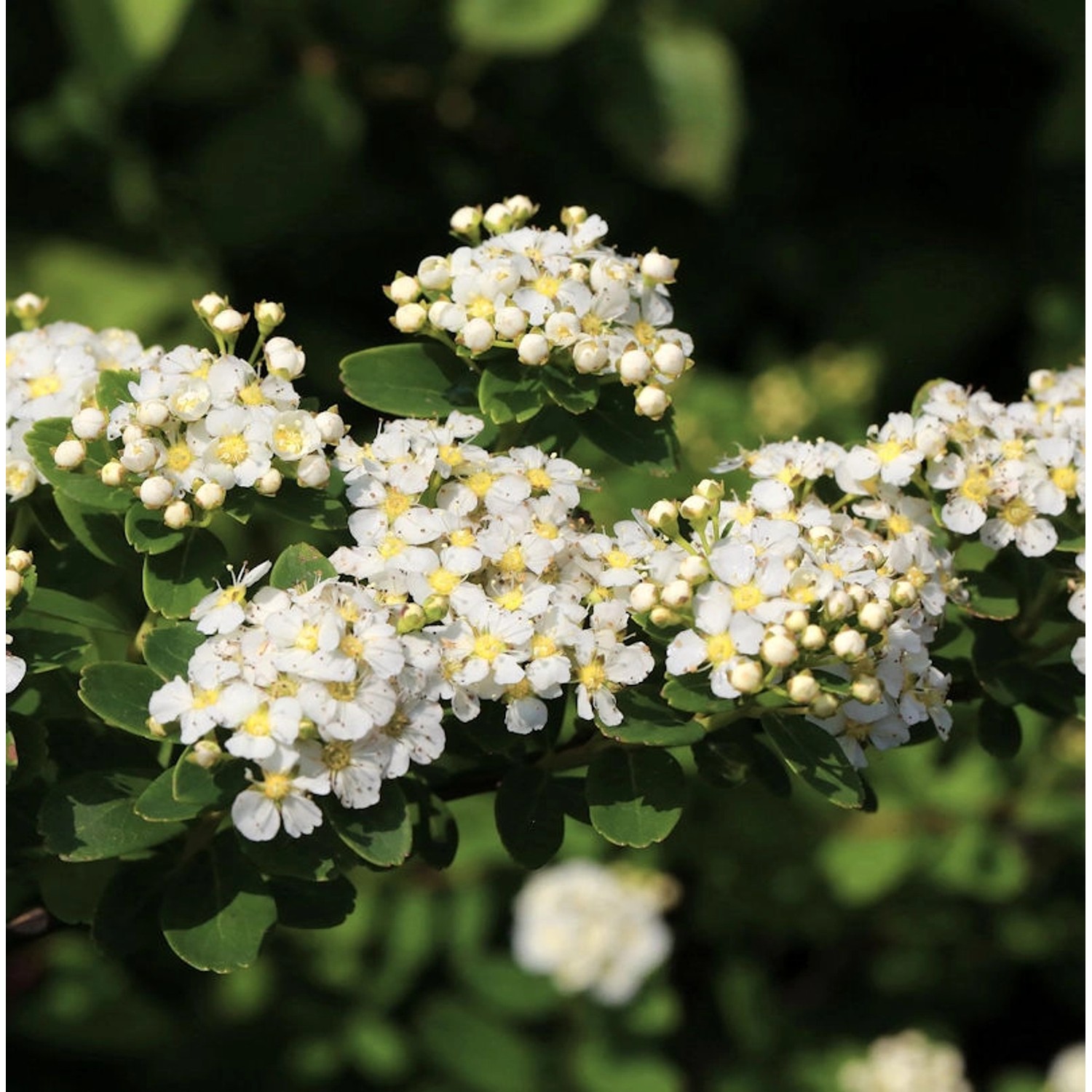 Japanische Strauchspiere Snowmound 60-80cm - Spiraea nipponica günstig online kaufen