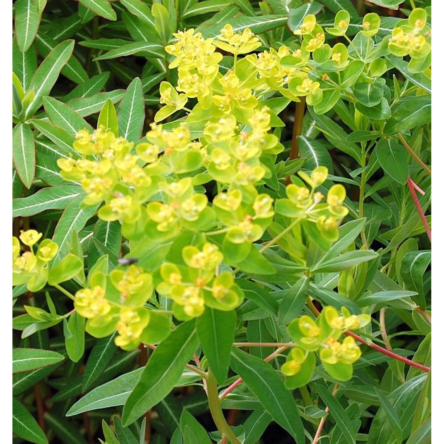 Sumpf-Wolfsmilch Walenburg´s Glorie - Euphorbia palustris günstig online kaufen