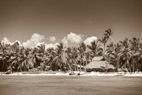 Papermoon Fototapete »PALMEN-SCHWARZ WEIßWANDBILD PALME NATUR BÄUME MEER SE günstig online kaufen