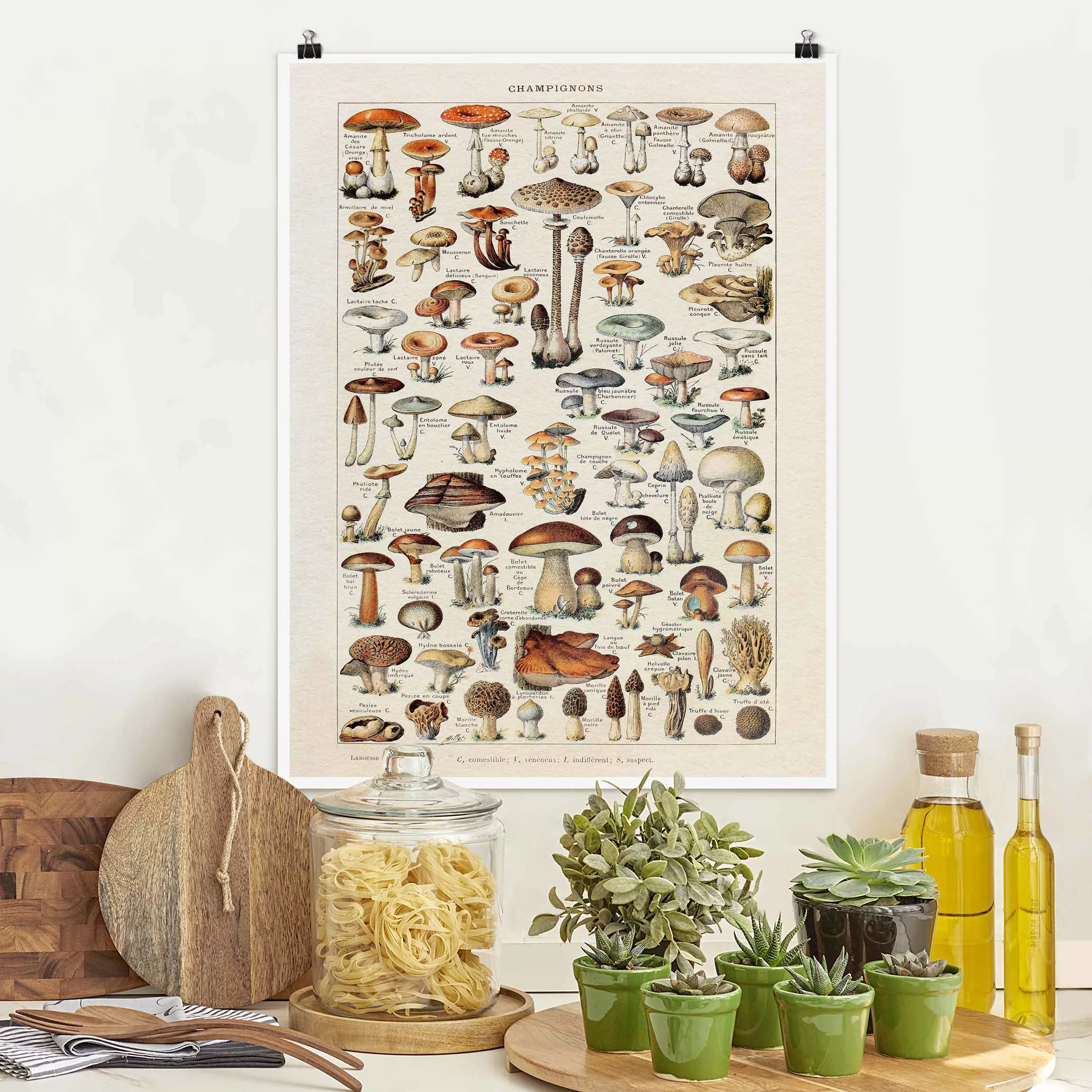 Poster Vintage Lehrtafel Pilze günstig online kaufen