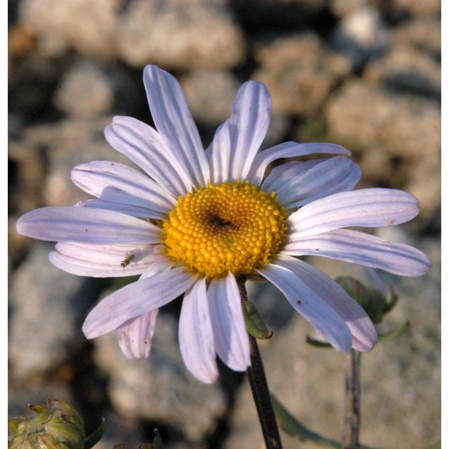 Herbstaster Hebe - Chrysanthemum hortorum günstig online kaufen