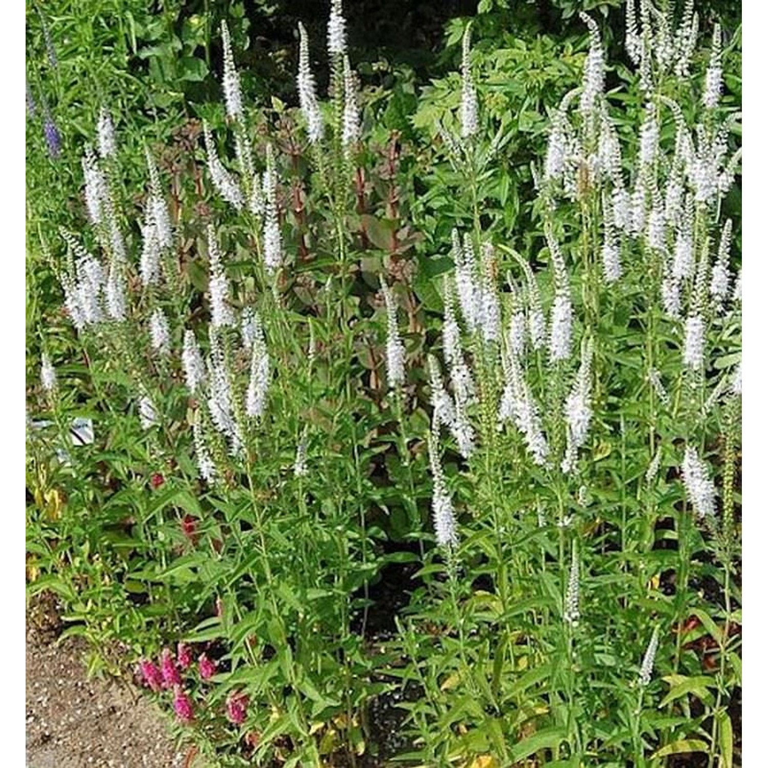 Hoher Wiesenehrenpreis Alba - Veronica longifolia günstig online kaufen